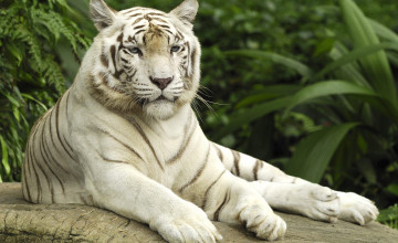 White Tiger Widescreen