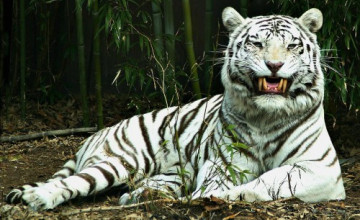 White Tiger Screensavers