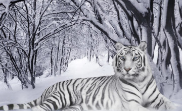 White Tigers Wallpaper Free