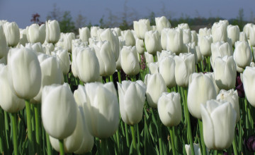 White Tulips Wallpaper