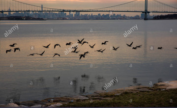 Whitestone Backgrounds