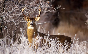Whitetail Deer Desktop