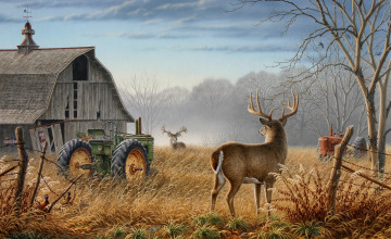 Whitetail Deer Desktop Wallpapers