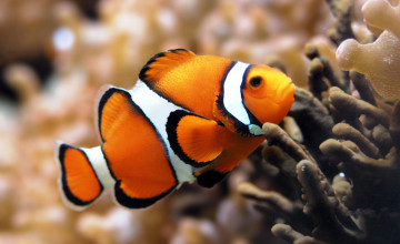 Widescreen Desktop Reef Fish