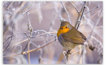 Widescreen Winter Bird