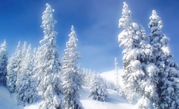 Widescreen Winter Scene Wallpaper