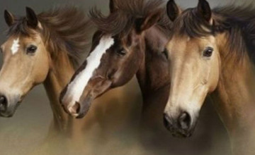 Wild Horse Wallpapers Backgrounds