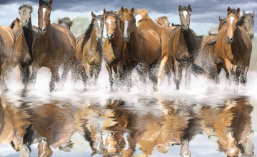 Wild Horses Desktop Wallpapers