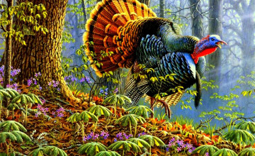 Wild Turkey Desktop Wallpapers