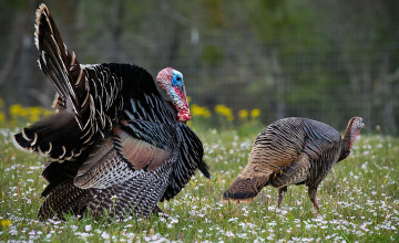 Wild Turkey Desktop
