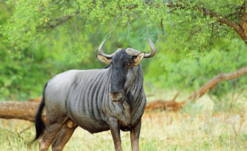 Wildebeest Wallpapers