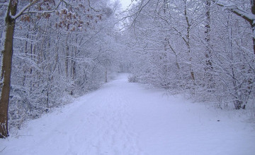 Winter Scenes