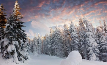 Winter Forest