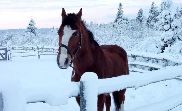 Winter Horses Pictures