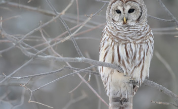 Winter Owl Desktop