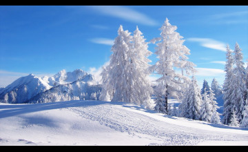 Winter Scene Backgrounds