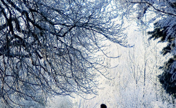 Winter Scenes Wallpapers for iPhone
