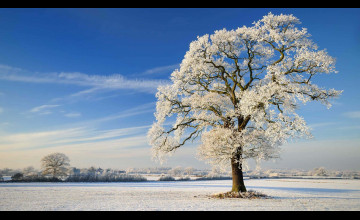 Winter Solstice
