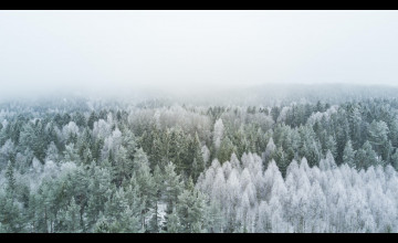 Winter Tree Desktop