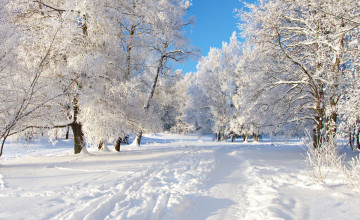 Winter Wallpapers For Computer Desktop