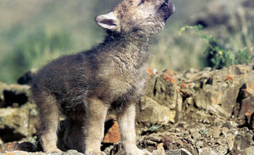 Wolf Cub for Computer