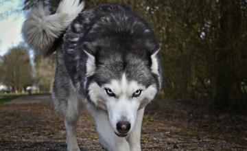 Wolf Dog Wallpapers