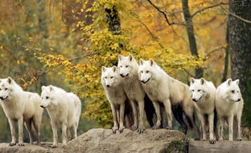 Wolf Pack Wallpaper