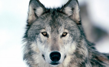 Wolf Photos for Wallpaper