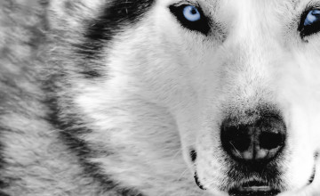 Wolf Wallpapers for My Desktop