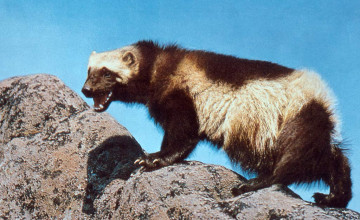 Wolverine Animal