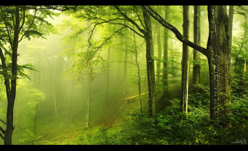 Woodforest Wallpapers