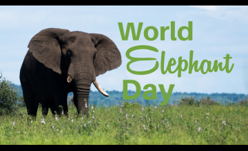 World Elephant Day Wallpapers