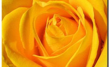 Yellow Rose Flower Wallpaper