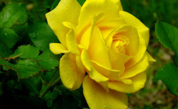 Yellow Roses for Desktop