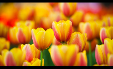 Yellow Tulips Desktop