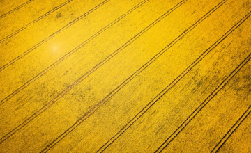 Yellow Wooden Wallpapers
