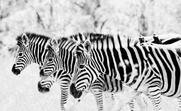 Zebra Desktop Wallpapers