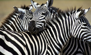Zebra Images