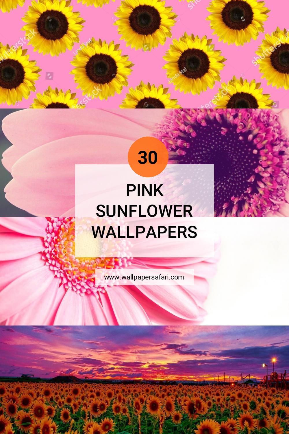 🔥 [30+] Pink Sunflower Wallpapers WallpaperSafari